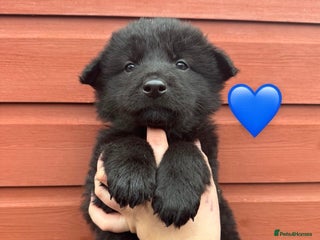 German Shepherd dogs Stunning German Shepherd X Puppies - Advert 2