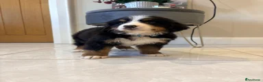 Bernese Mountain Dog Puppy 3
