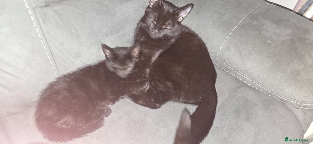 British Longhair cats for sale: Gorgeous black female kitten  - Advert 8