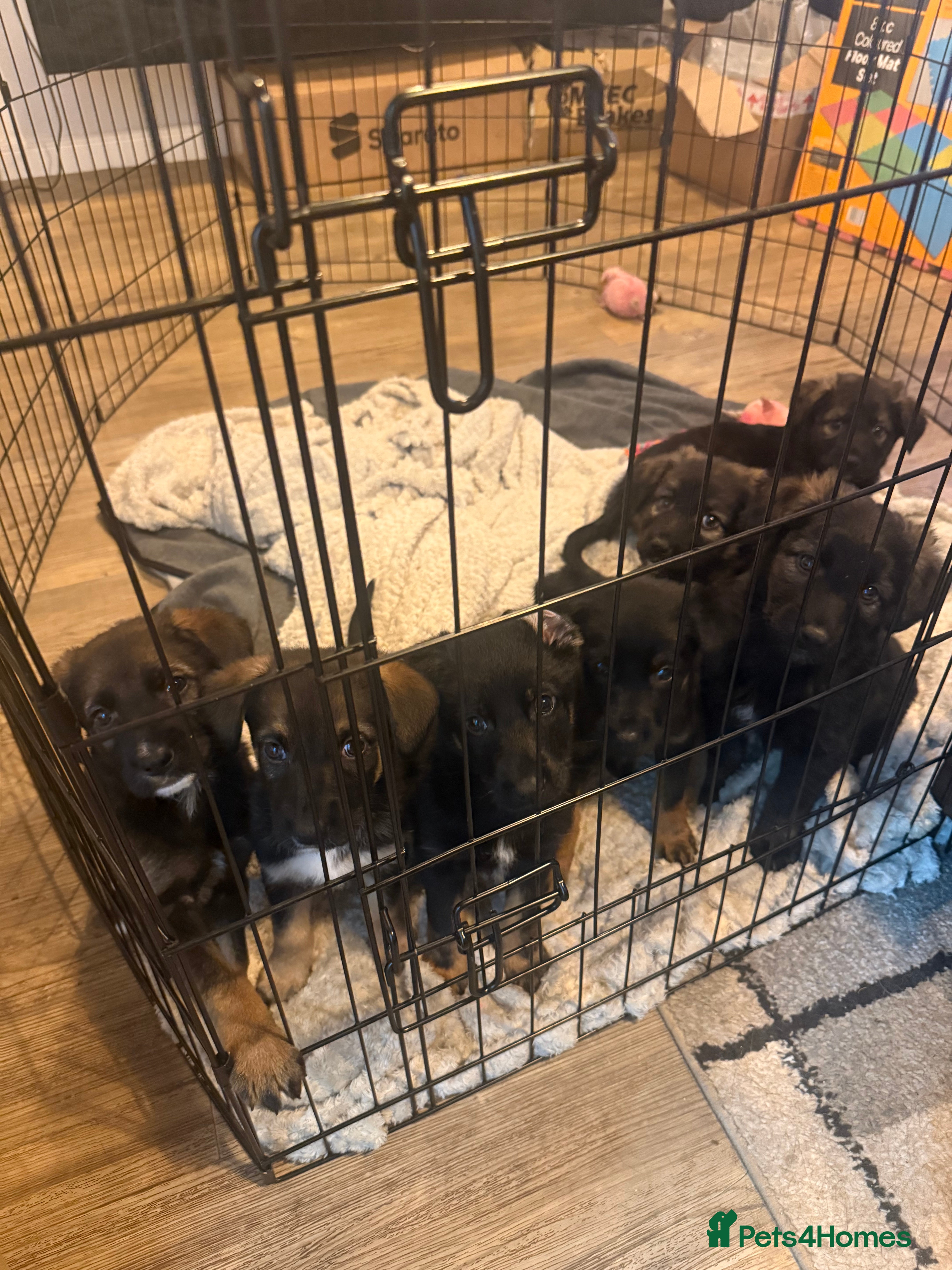 Mixed Breed dogs Puppies German Shepherd x Saluko x Dutch Harder - Advert 14