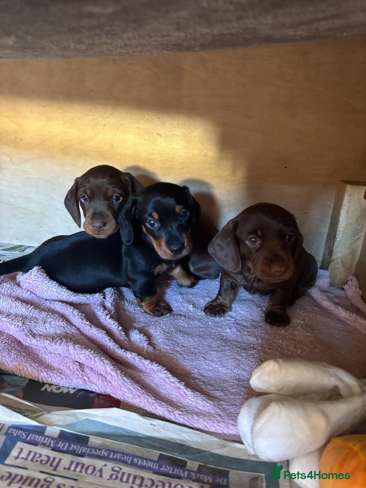Miniature Dachshund dogs 2 Beautiful KC miniature dachshund puppies - Advert 18