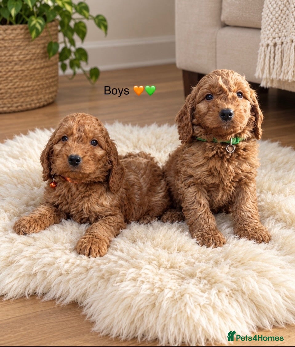 Cockapoo dogs F1 Cockapoo puppies Ready now. - Advert 4