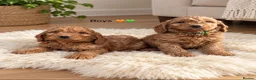 Cockapoo dogs for sale: F1 Cockapoo puppies Ready now. - Advert 3