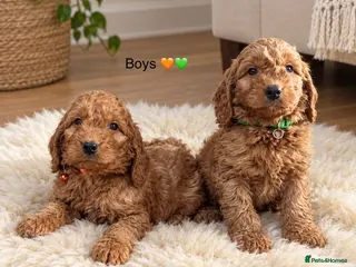 Cockapoo dogs F1 Cockapoo puppies Ready now. - Advert 4