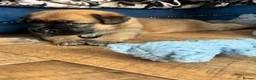Mixed Breed dogs for sale: Douge De Bordeaux X German Shepard's - Advert 13