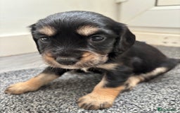 Cockapoo dogs for sale: Miniature f1b cockerpoos - Image 8