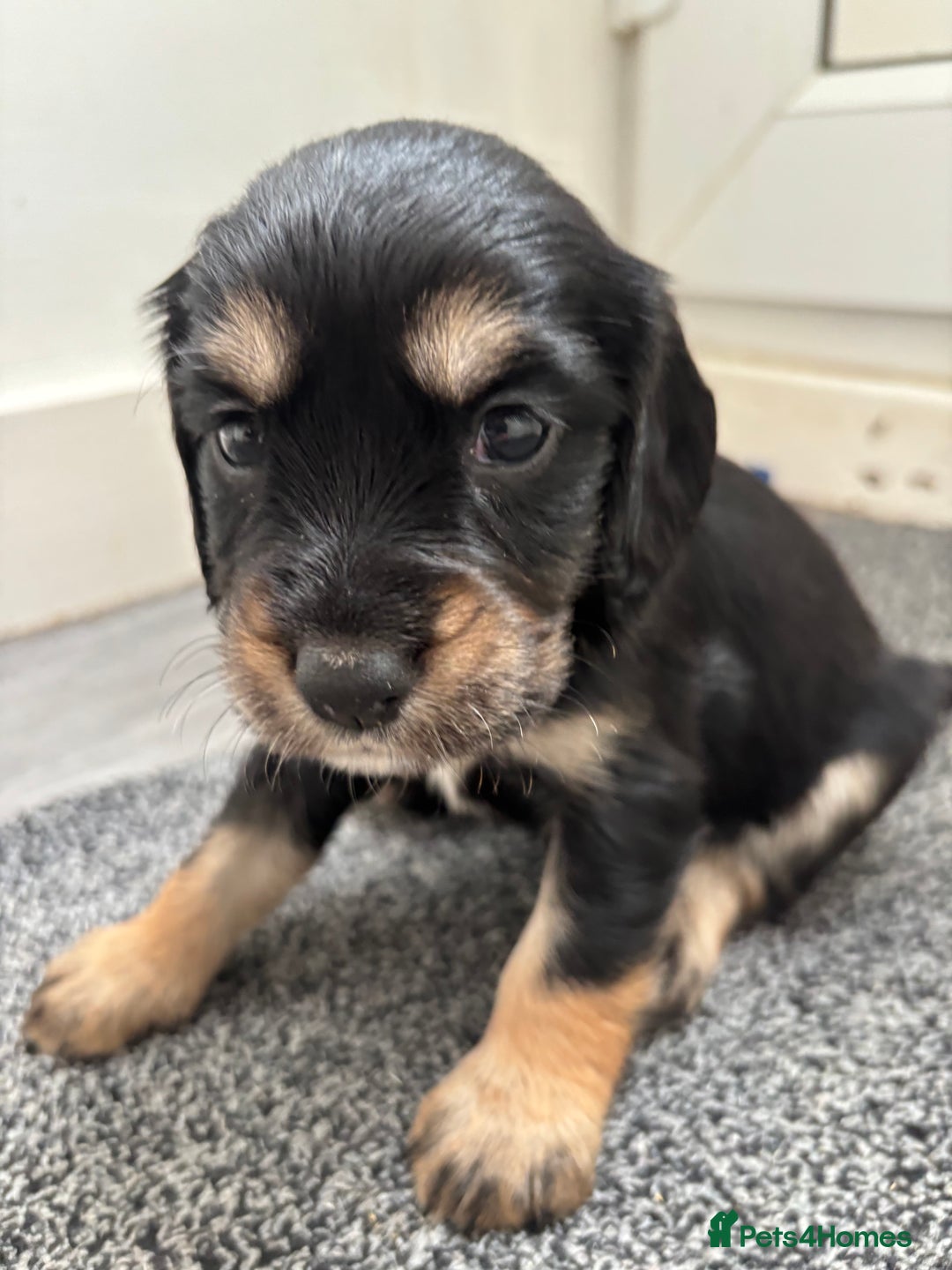 Cockapoo dogs for sale: Miniature f1b cockerpoos - Image 8