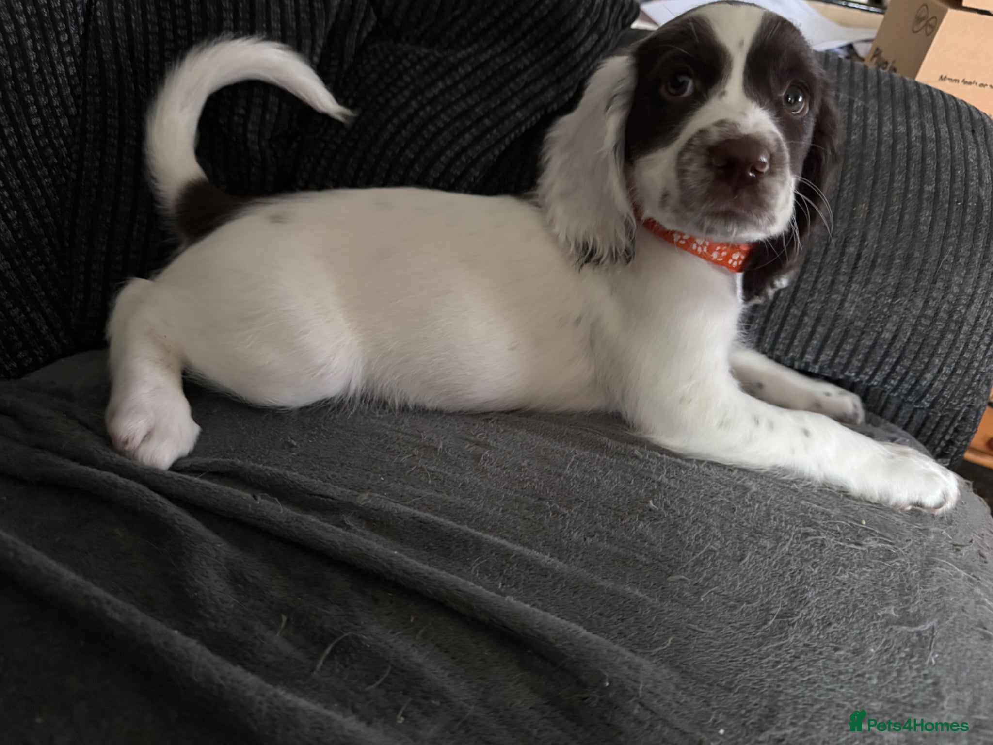 Sprocker dogs Sprocker ⭐️only 3 girls left ⭐️ - Advert 1