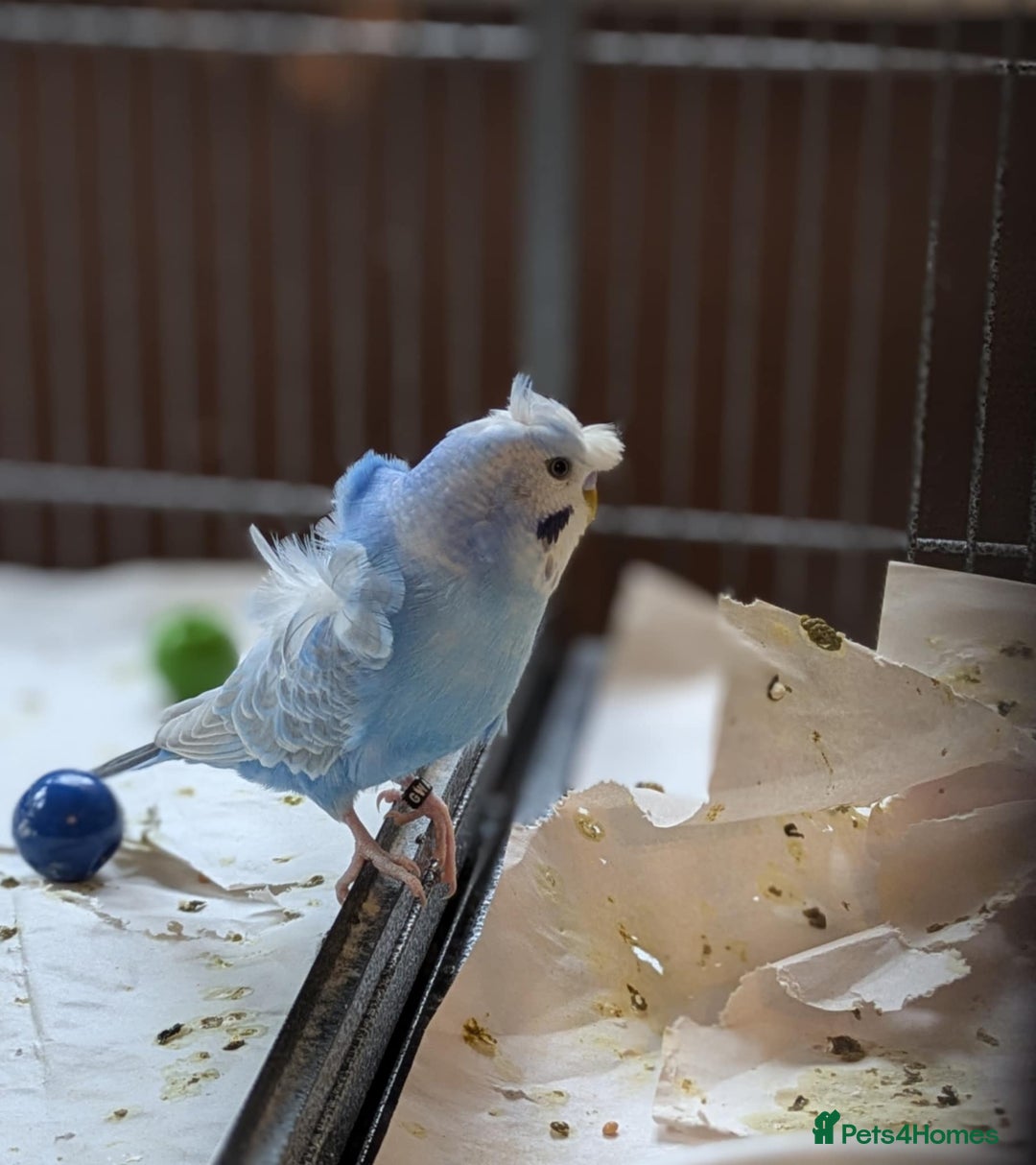 Budgerigars birds for sale: Japanese crested Hagoromos for sale - Image 2