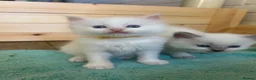 Ragdoll cats for sale: Beautiful ragdolls - Advert 8