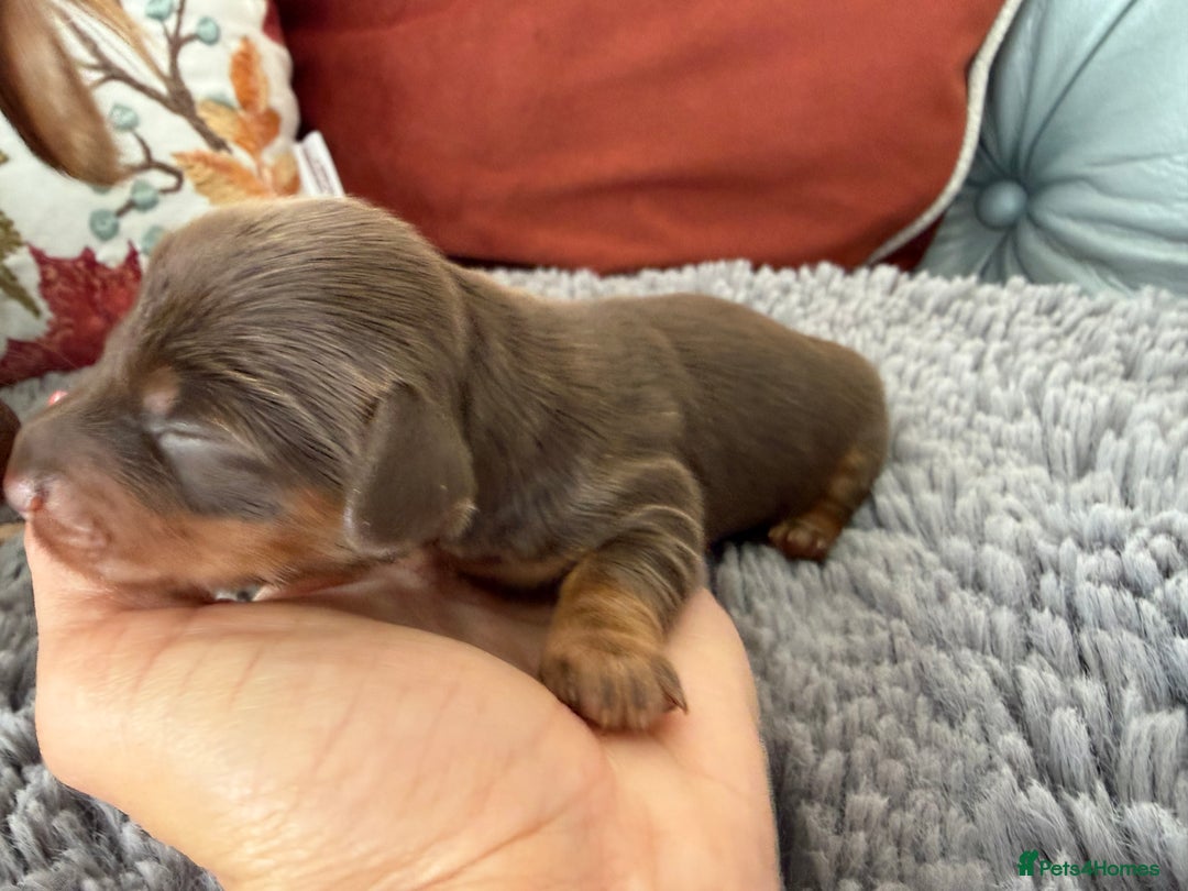 Miniature Dachshund dogs for sale: Long haired mini dachshund pups  - Image 10