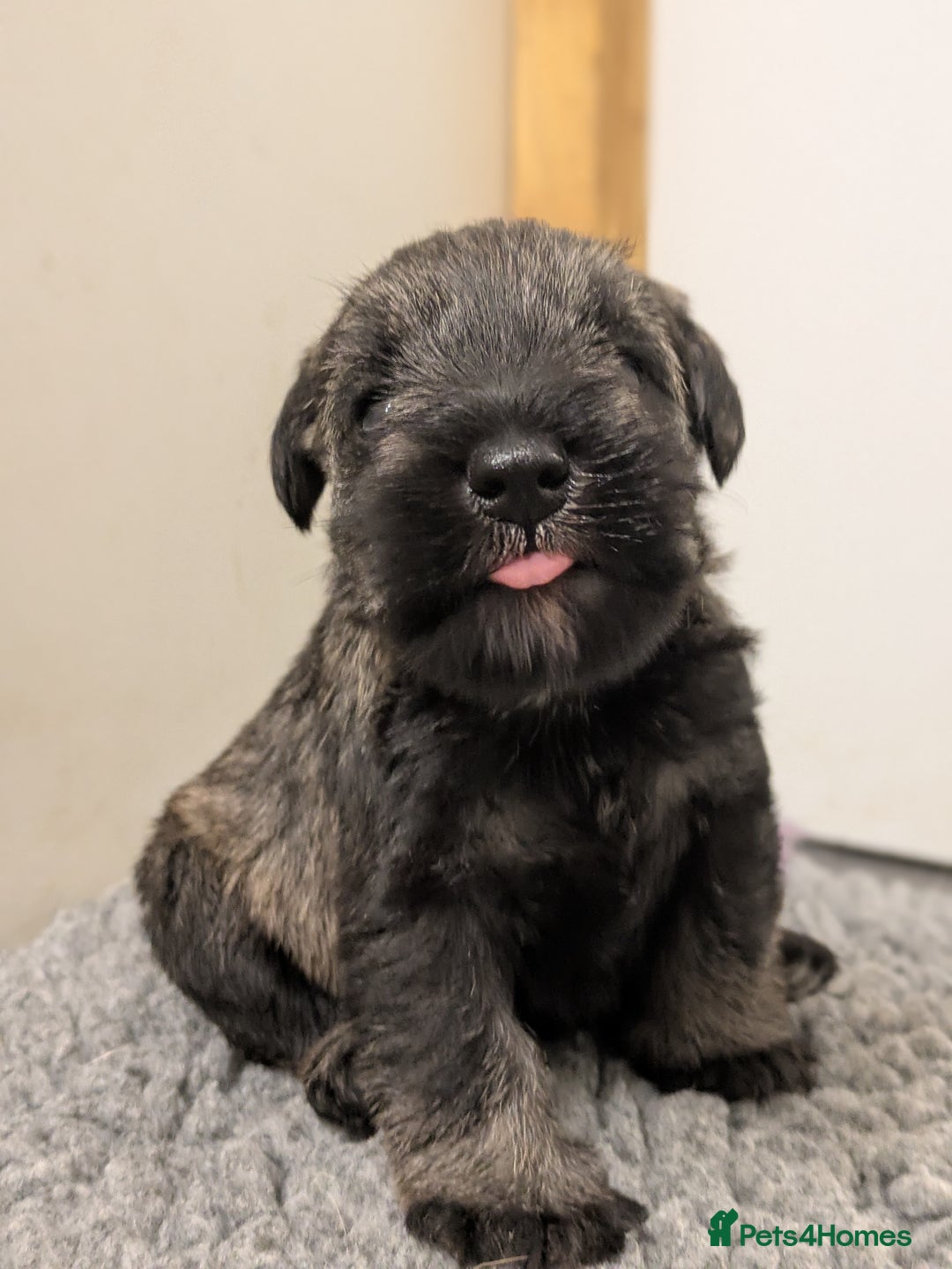 Miniature Schnauzer dogs for sale: Fully Health Tested Clear Miniature Schnauzer Boy - Advert 1