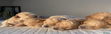 Poochon 2