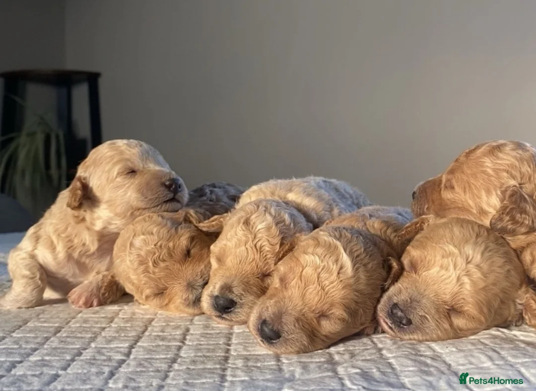 Poochon dogs for sale: 💙🌸Beautiful apricot F1 poochon puppies🌸💙 - Advert 19