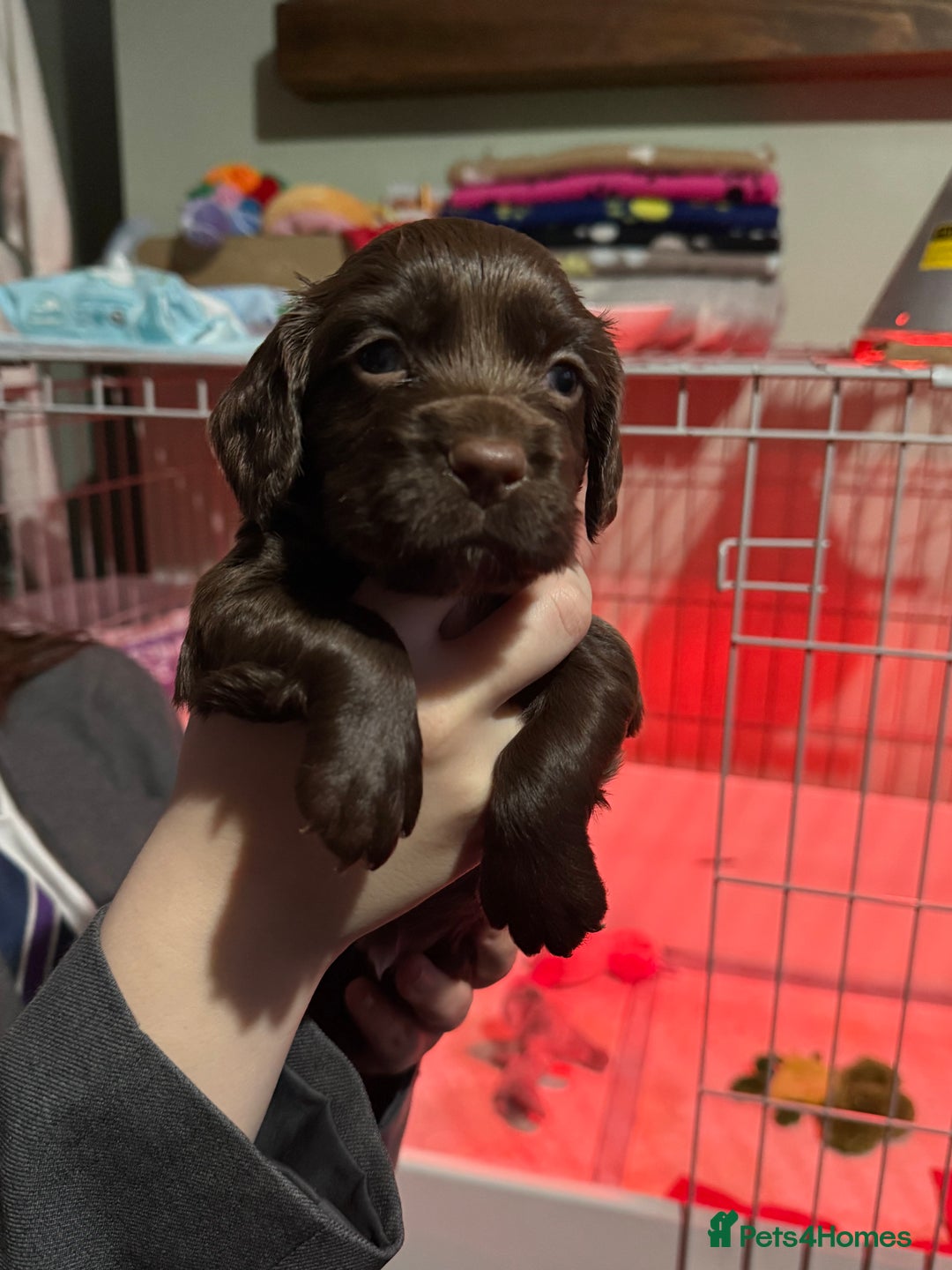 Cocker Spaniel dogs for sale: Working Cocker Spaniels - Advert 5