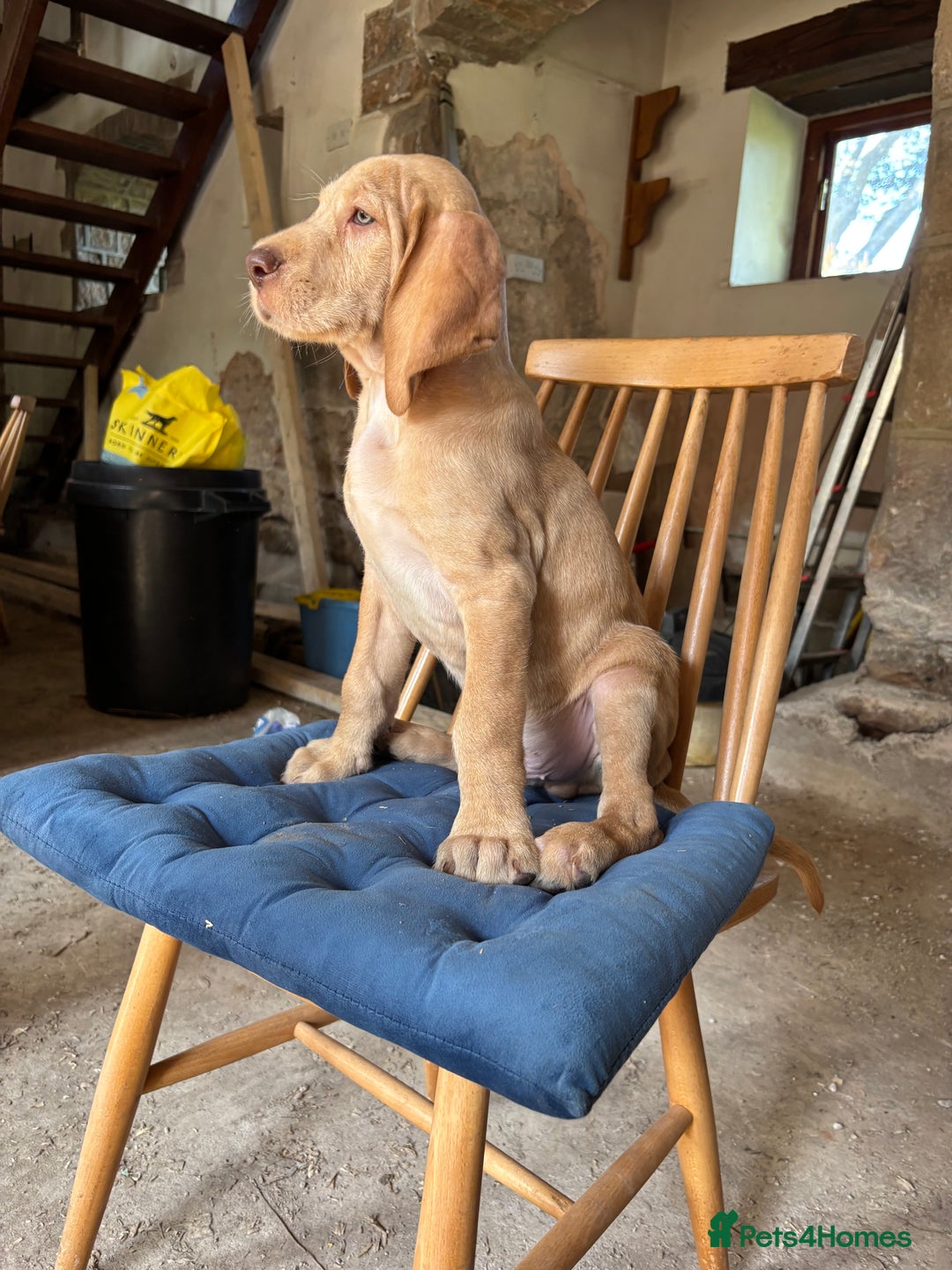 Hungarian Vizsla dogs for sale: Wire haired vizsla X  - Image 16