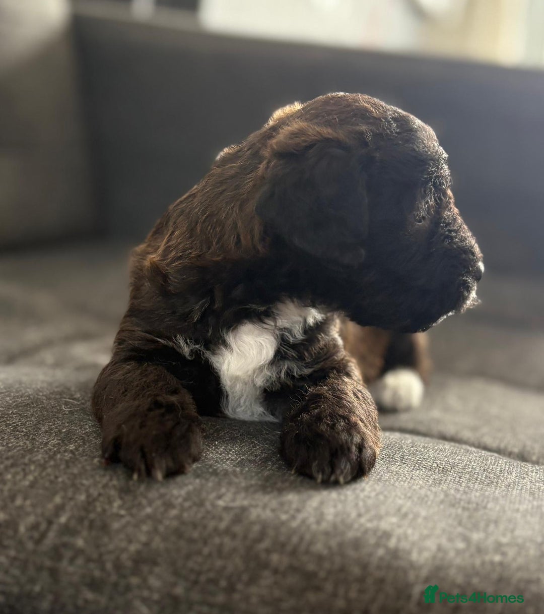 Mixed Breed dogs for sale: Jack Russel x Cockapoo Puppies - Image 27