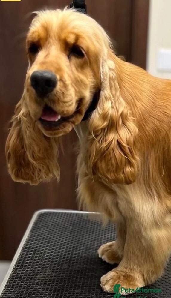 Cocker Spaniel dogs Douglas at Stud — Exceptional Rizi Bizi Lines - Advert 1