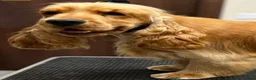 Cocker Spaniel dogs for stud: Douglas at Stud — Exceptional Rizi Bizi Lines - Advert 1