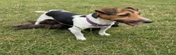 Jackapoo dogs for sale: Jackapoo puppies 🐾 - Advert 16