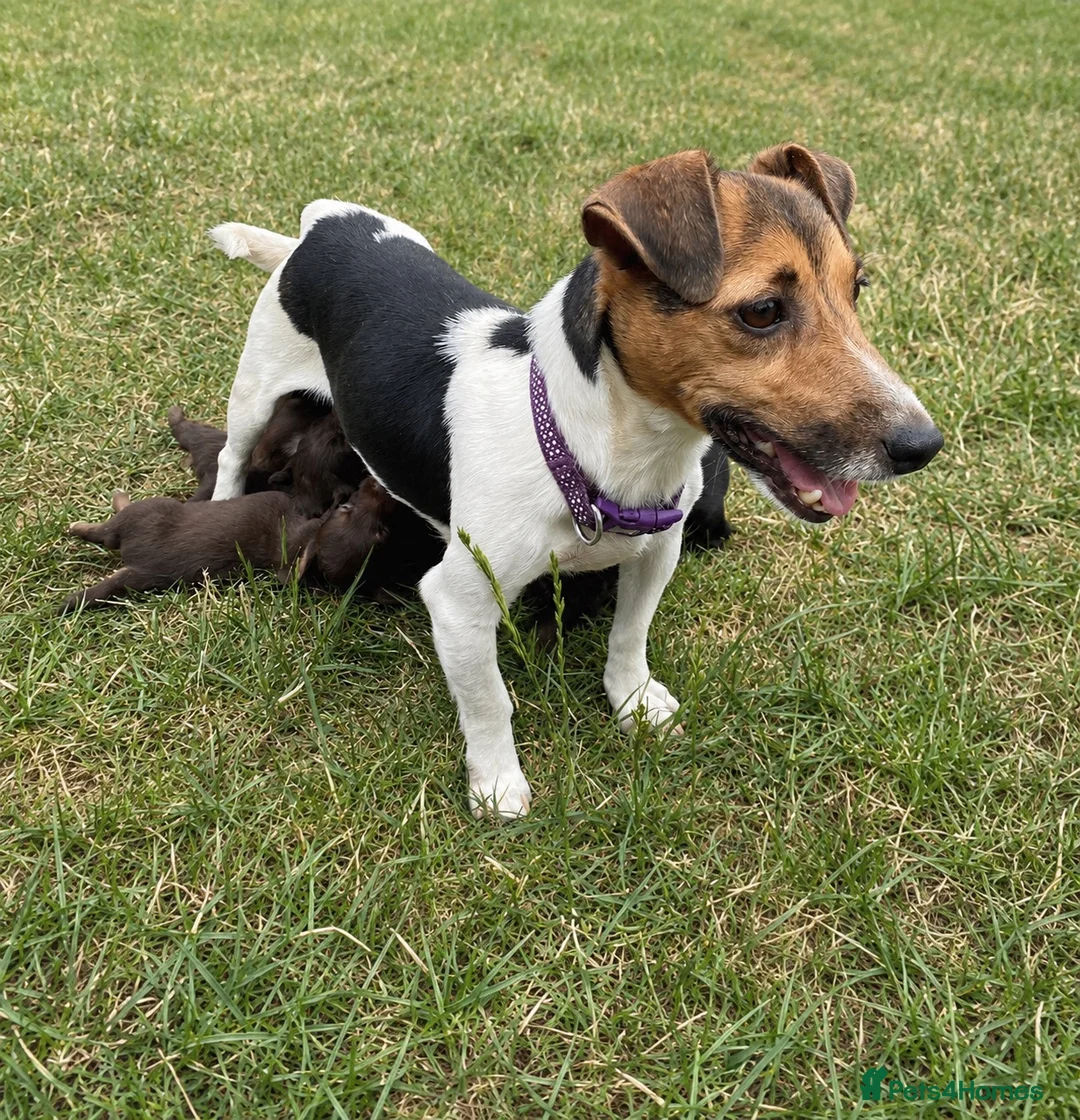 Jackapoo dogs for sale: Jackapoo puppies 🐾 - Advert 16