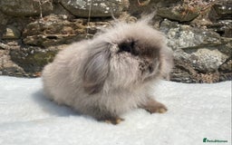 Mini Lop rabbits for sale: 3 pretty does needing new homes - Advert 16