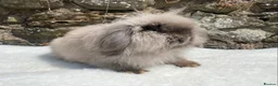 Mini Lop rabbits for sale: A pretty does needing a new home - Advert 16