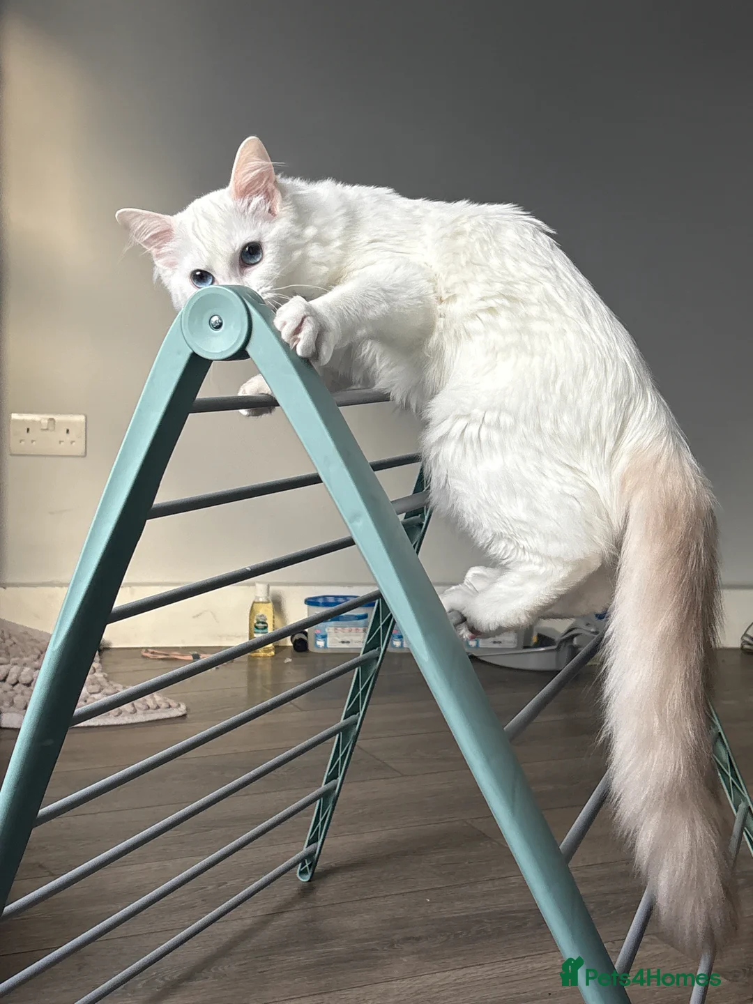 Ragdoll cats for sale: Gorgeous Lilac bi colour Ragdoll in London - Advert 2