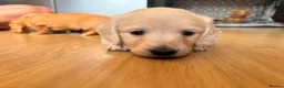 Miniature Dachshund dogs for sale: Miniature Long Haired Dachshund  - Advert 28