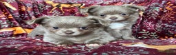 Chihuahua dogs for sale: Beautiful long haired Lilac Chihuahua puppies - Advert 1