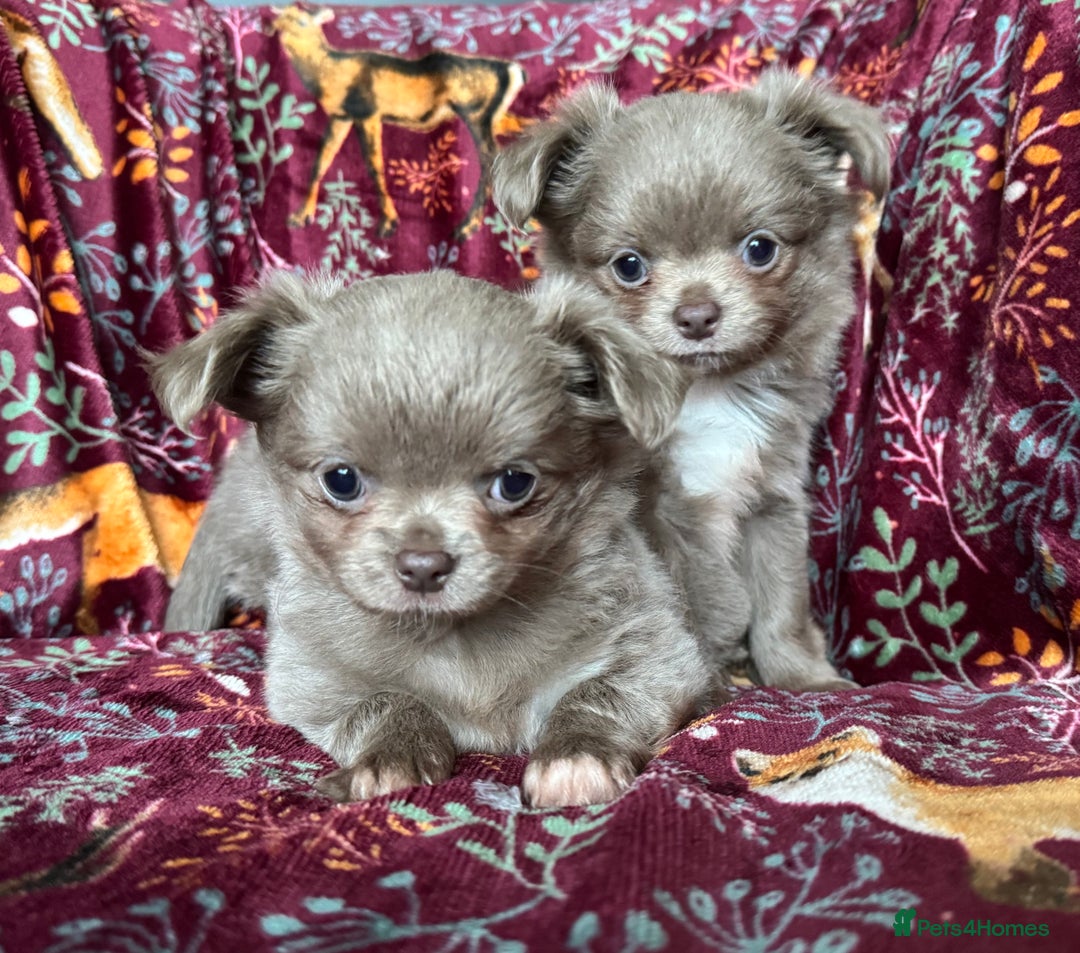 Chihuahua dogs for sale: Beautiful long haired Lilac Chihuahua puppies - Advert 1