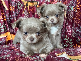 Chihuahua dogs Beautiful long haired Lilac Chihuahua puppies - Advert 7