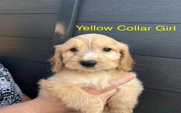 Cockapoo dogs for sale: F1 cockapoo puppies *ready to leave* - Image 6