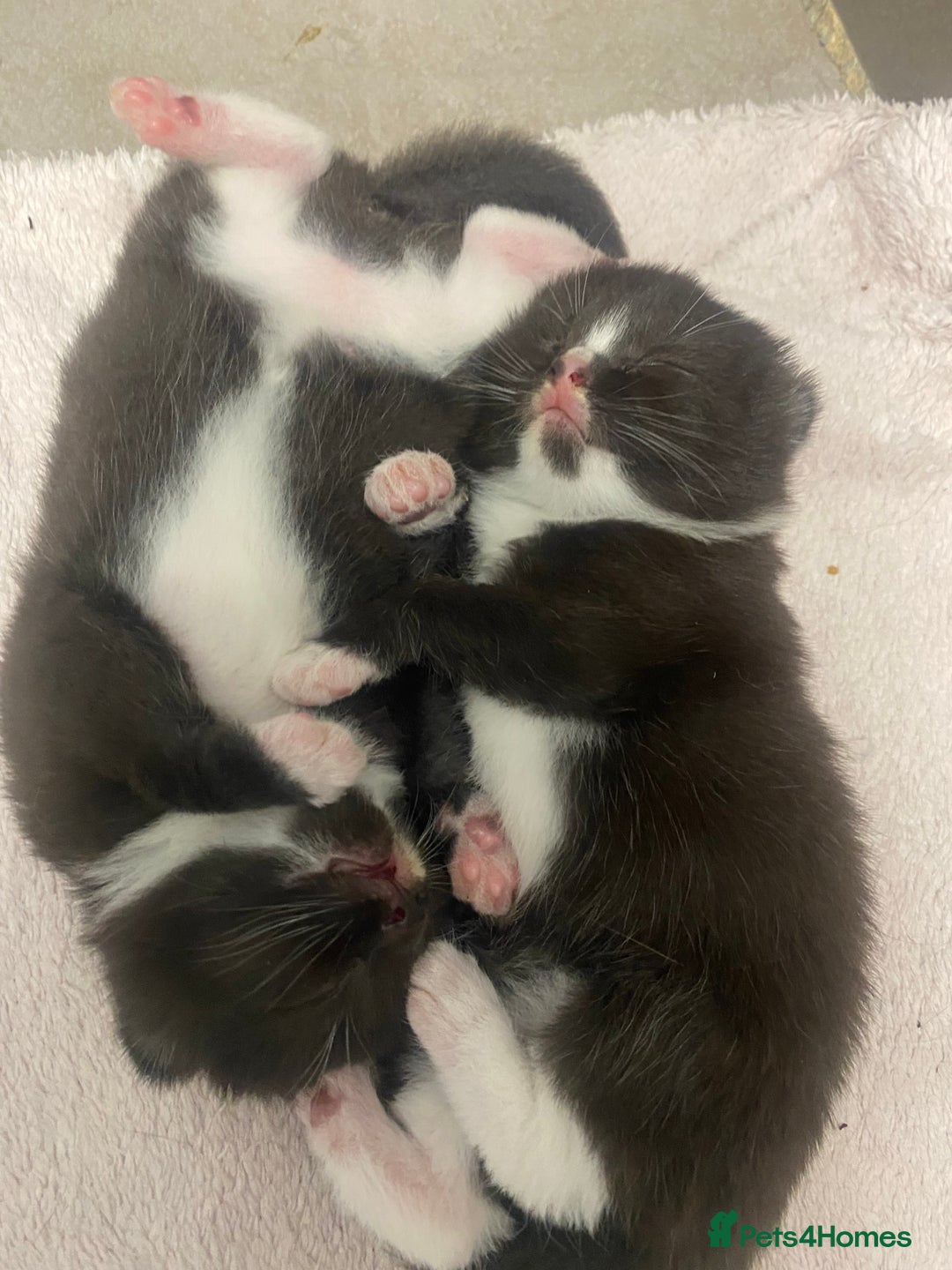 Mixed Breed cats for sale: X BRITISH SHORT adorable kittens ready 4 new home - Image 25
