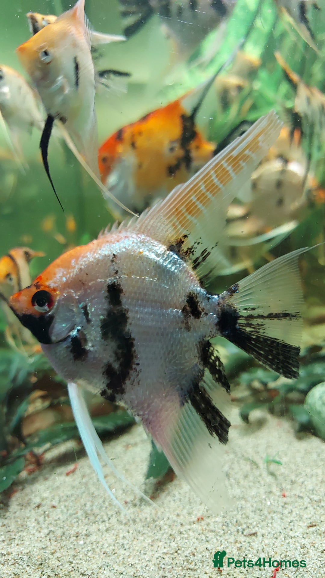 Angelfish fish for sale: Koi & Golden Marble Angelfish - Advert 12