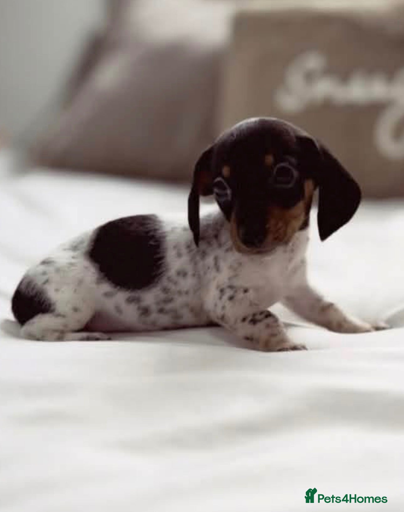 Miniature Dachshund dogs One beautiful little dachshund girl available… - Advert 2