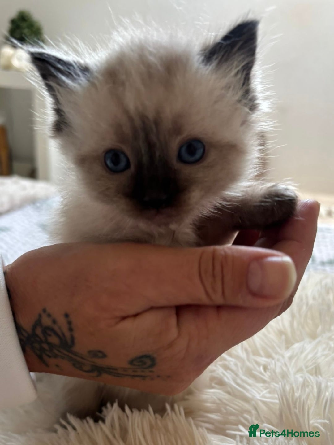 Ragdoll cats for sale: Beautiful ragdoll babies 🩷🩷🩵🩵 - Image 4