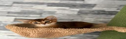 Abyssinian cats for sale: Last 2 boys ready to go!!! - Advert 5