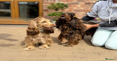 Cocker Spaniel dogs - Advert 5