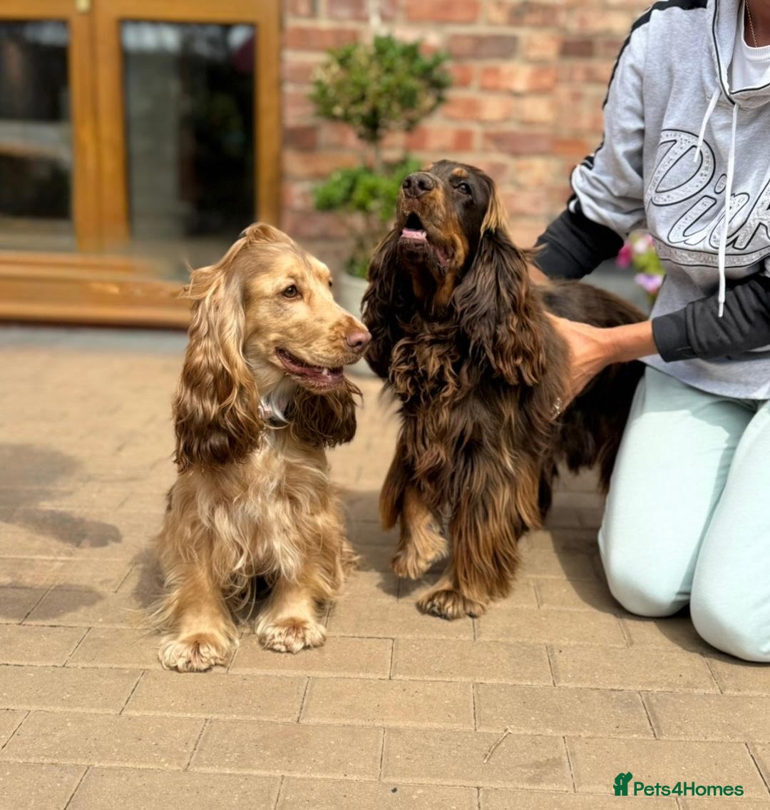 Cocker Spaniel dogs for sale: Top Quality KC Registered Show Cocker Spaniels - Image 2