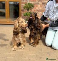 Cocker Spaniel dogs - Advert 13