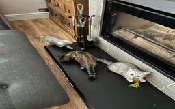 British Shorthair cats for sale: Beautiful British Shorthair Girls - Image 8