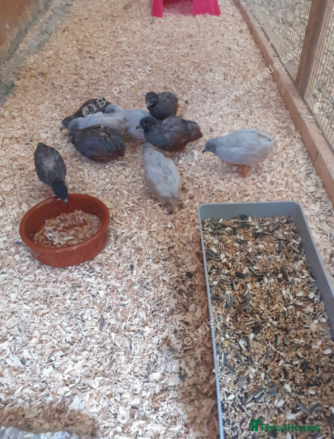 Ringnecks birds for sale: Stunning Budgies - Advert 11