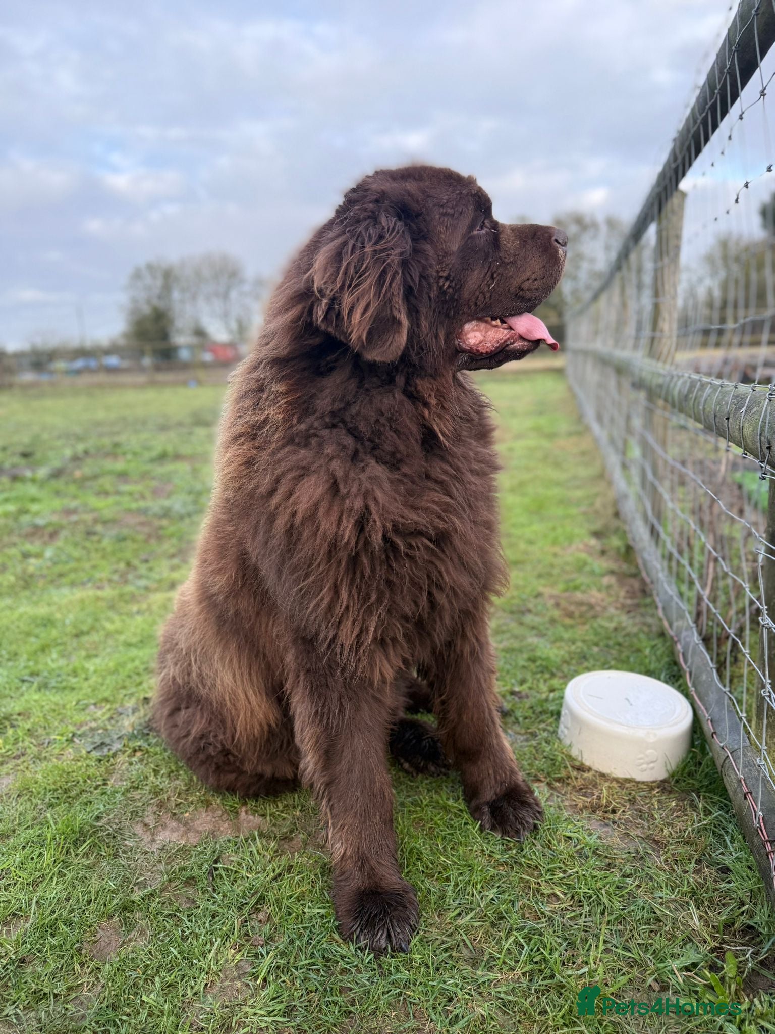 Newfoundland dogs  💙Do you have a heart big enough for this boy 💙 - Advert 4