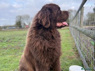 Newfoundland dogs 💙Do you have a heart big enough for this boy 💙 - Advert 6