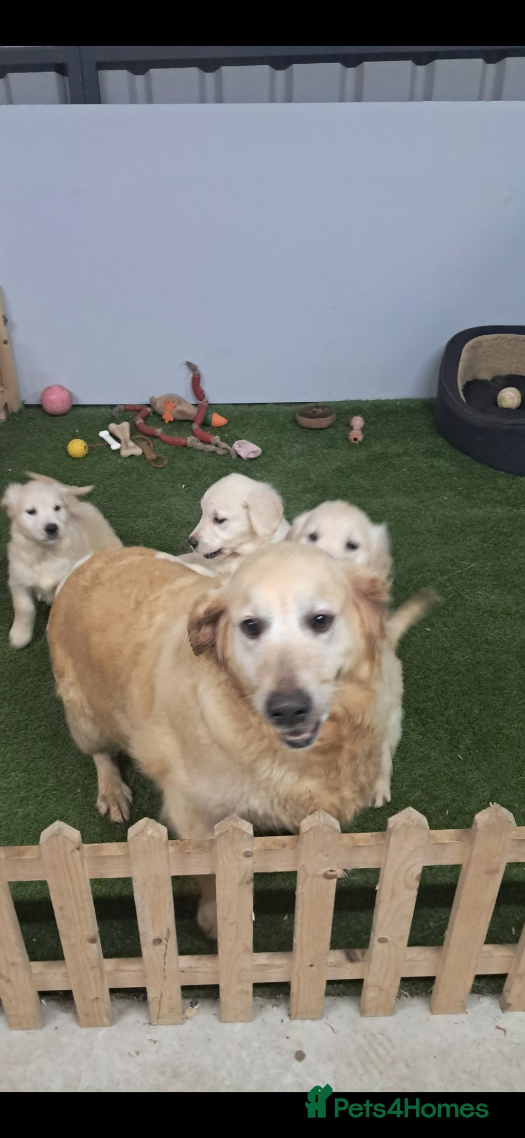 Golden Retriever dogs Golden retriever  - Advert 9