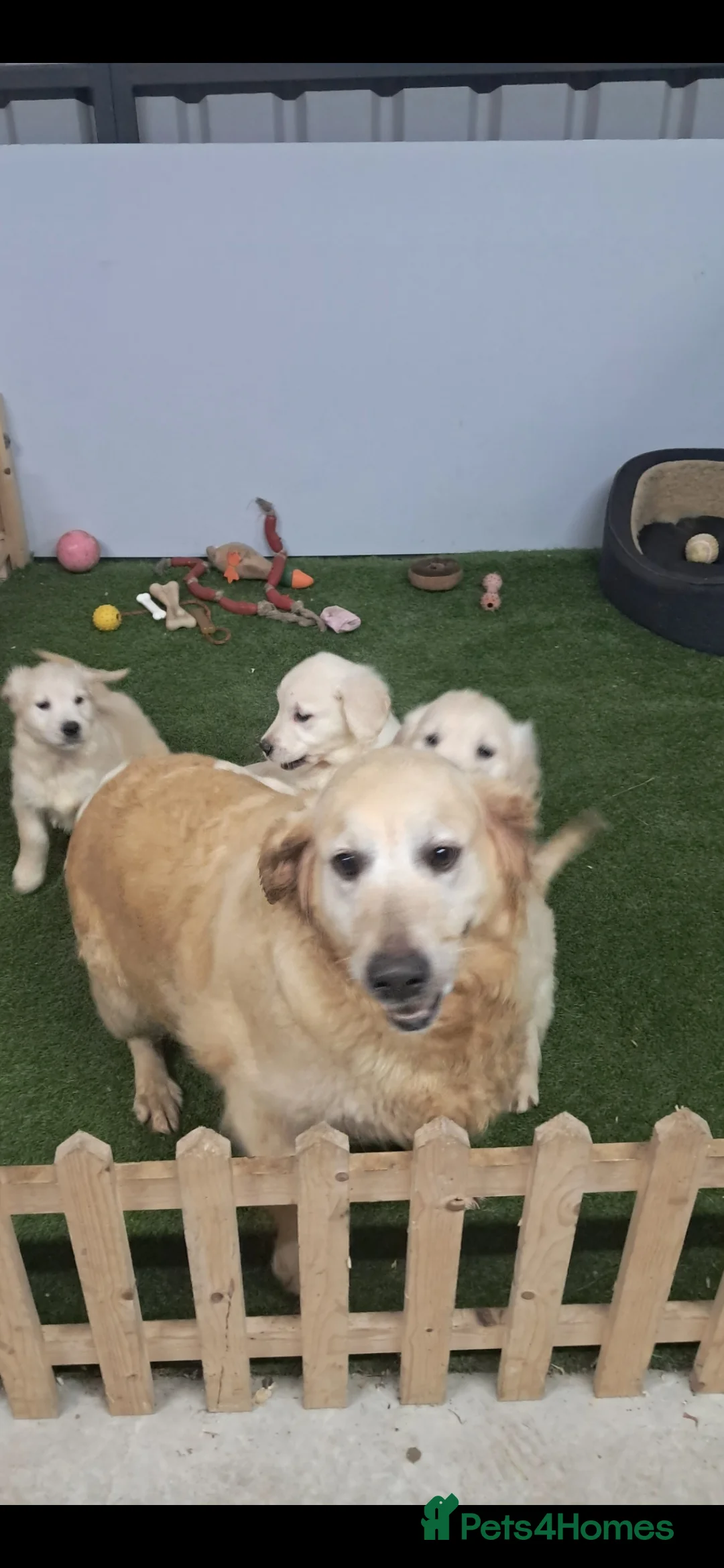 Golden Retriever dogs for sale: Golden retriever  - Advert 1