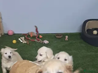 Golden Retriever dogs Golden retriever - Advert 9