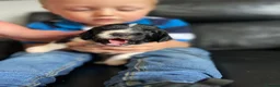 English Springer Spaniel dogs for sale: 5 KC Reg English springer spaniel puppies  - Advert 5