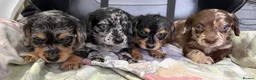 Mixed Breed dogs for sale: DOXIEPOO HEALTH TESTED PARENTS  - Advert 1